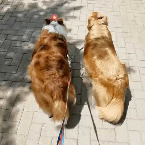 你枕够了吗?轮到我了 动图 这孩子是鲤鱼王转世?