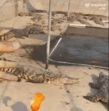 只要胆子大女鬼放产假 动图 酥胸都给你扯变形了!