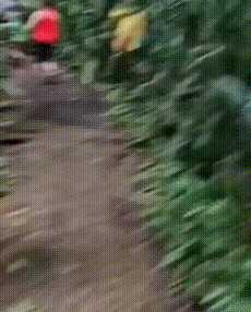 蛋究竟要怎么玩才好?动图 排球少女的臀部过于肥美