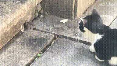 奥特曼面对打工怪束手无策 动图 让你看球,不是看球