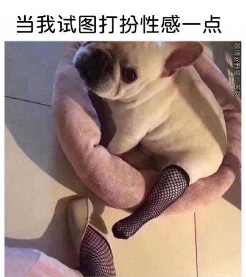 厕所里不让大小便怎么办?囧图 猫猫和妹子哪个可爱?