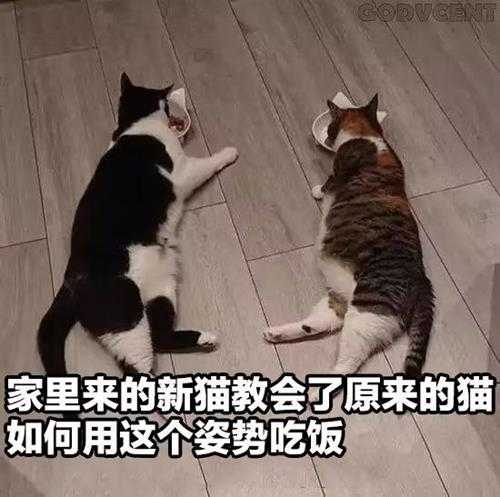 厕所里不让大小便怎么办?囧图 猫猫和妹子哪个可爱?