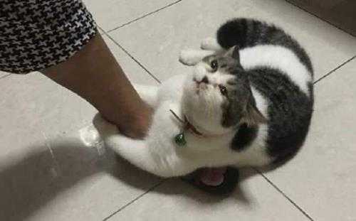 是我家猫不让我上班的!囧图 两个人分着吃更有味道!