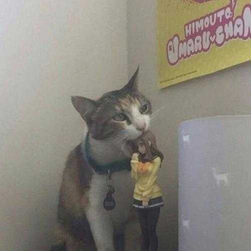 是我家猫不让我上班的!囧图 两个人分着吃更有味道!