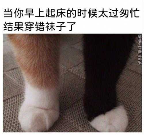 更适合中国宝宝体质的观赛 囧图 至少看一眼鸡!