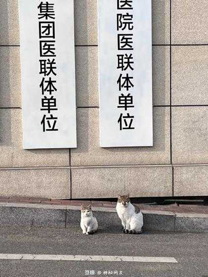 秃音未来见过没?囧图 这就是为什么要严打改装车