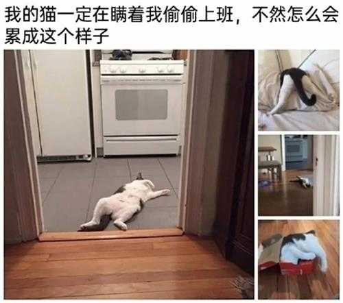 没想到爱丽丝的车灯这么大?囧图姑娘的腿真的这么白吗