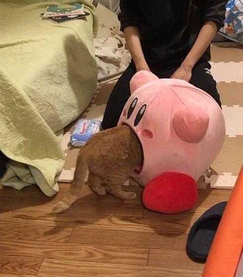 你们福瑞控都玩这么大吗? 囧图 再不拦住就要露馅了
