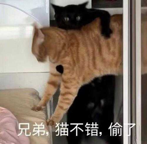 姐妹好大啊!可以摸摸吗 囧图 手感就像抓到棉花一样