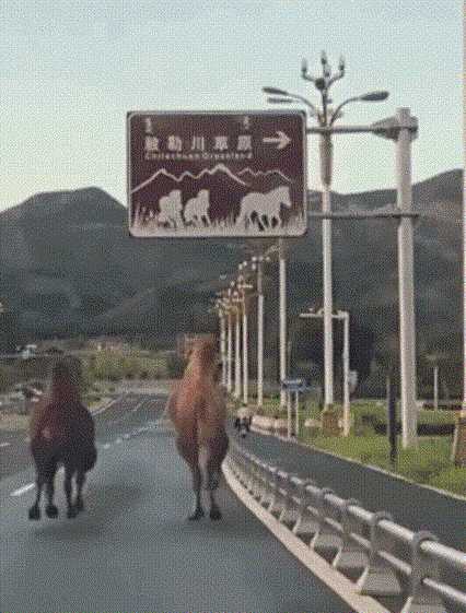 蛋究竟要怎么玩才好?动图 排球少女的臀部过于肥美