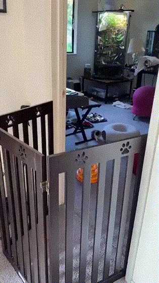 这拍的啥给我看看! 动图 吃香蕉那个怎么不放全!