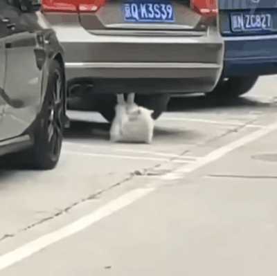 这拍的啥给我看看! 动图 吃香蕉那个怎么不放全!