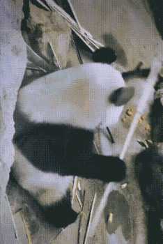 这拍的啥给我看看! 动图 吃香蕉那个怎么不放全!