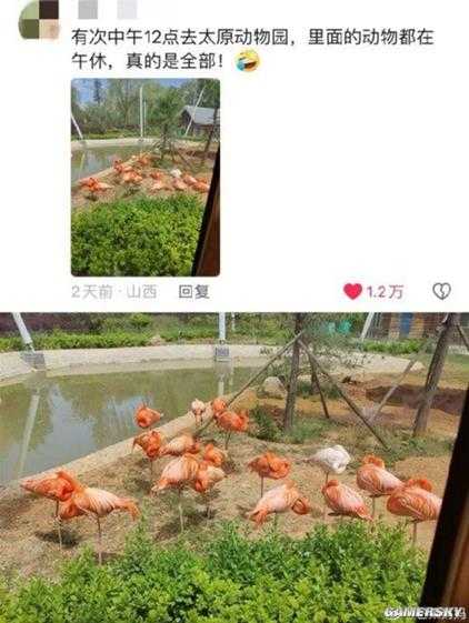 山西午睡文化已经不分物种了:家里的猫 路上的狗