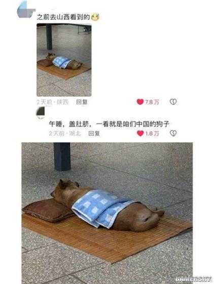 山西午睡文化已经不分物种了:家里的猫 路上的狗