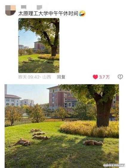 山西午睡文化已经不分物种了:家里的猫 路上的狗