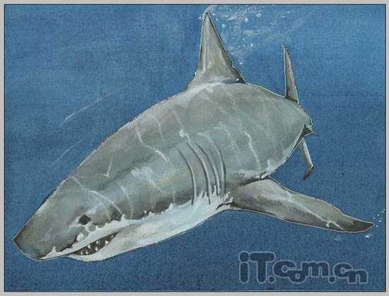 PS合成3D画:从相框当中冲出的鲨鱼